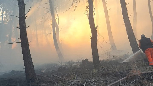 Adana'da ormanlık alanda yangın